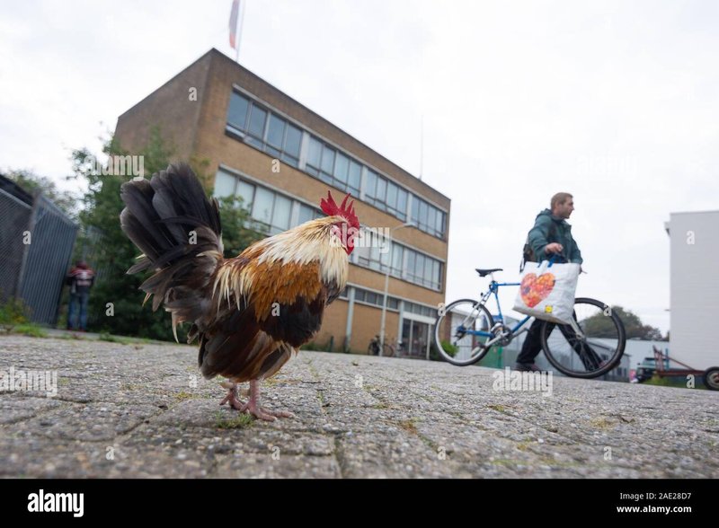 Découvrez la Route des Poulets : Le Nouveau Jeu de Casino en Faveur des Français, chicken road Découvrez la Route des Poulets : Le Nouveau Jeu de Casino en Faveur des Français, chicken road