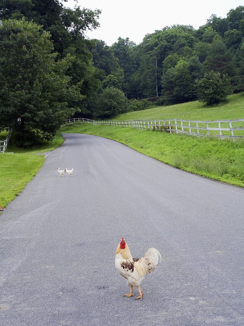 Chicken road game, chicken road demo